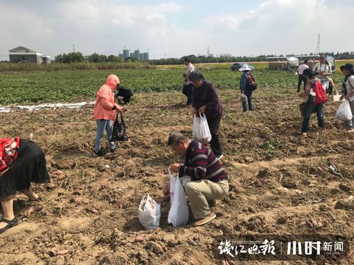 秋日赴一场金色盛宴 在省农科院杨渡基地邂逅向日葵与萌宠